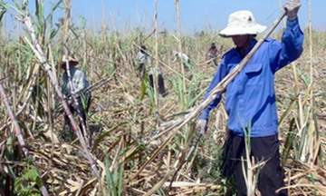 Giá đường thấp, diện tích mía ở Đồng Nai vẫn tăng