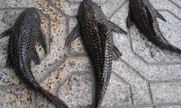 Cá lau kính tràn lan sông ngòi Đông Nam Bộ