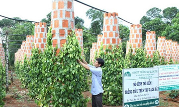 Quy hoạch xuất khẩu hồ tiêu phấn đấu mức kim ngạch 1,2 tỷ USD
