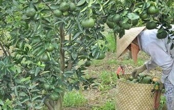 Giá cam sành cuối vụ tăng mạnh tại tỉnh Tiền Giang