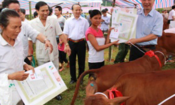 Petrolimex Phú Thọ: Trao 5 con bò tặng 5 hộ nghèo Tân Sơn
