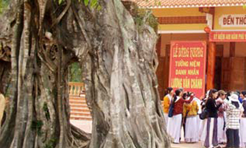 Cây bồ đề gần 200 năm tuổi ở Phú Yên được công nhận là di sản