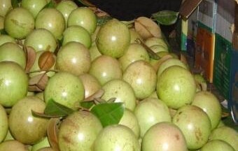 Tiền Giang: Vú sữa Lò Rèn có giá tới 50.000 đồng/trái