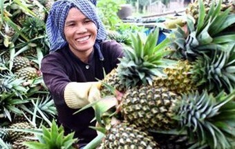 Dứa được mùa trúng giá, nông dân Tiền Giang lãi lớn