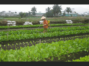 Rau xanh tăng giá mạnh tại Thành phố Hồ Chí Minh