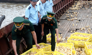 Buôn lậu Móng Cái: Giảm số vụ, tăng tính phức tạp