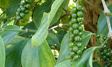 Xuất khẩu tiêu tăng mạnh, “ngấp nghé” 1 tỷ USD