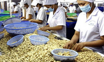 Gỡ “nút thắt” cho ngành điều