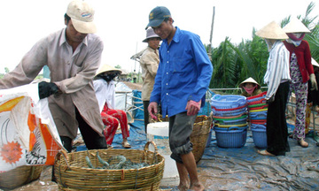 Tiền Giang: Hết tôm nhưng giá vẫn giảm mạnh