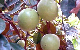 Tiền Giang: Phấn đấu có 250 hecta vú sữa đạt GAP