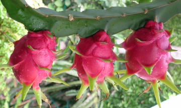 Mở rộng thị trường xuất khẩu thanh long