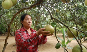 Xây dựng thương hiệu để bưởi thanh trà vươn xa