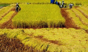 Xây dựng thương hiệu gạo: Phải thay đổi tư duy