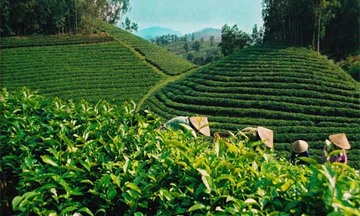 Dân trồng chè vẫn nghèo chỉ tại... “văn hóa trà”?