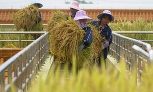 Giá xuất gạo Việt tăng 10% nhờ hợp đồng với Philippines