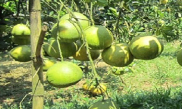 Bưởi Đoan Hùng được mùa lớn