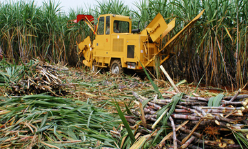 Giá đường giảm, lượng tồn kho cao