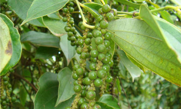 Xuất khẩu hồ tiêu hướng đến bền vững