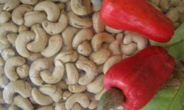 Vinacas: Ngành điều chưa cần phải có điều kiện