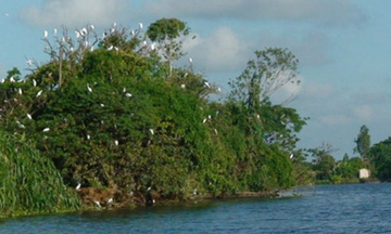 Danh lam thắng cảnh Đảo Cò (Hải Dương): Được công nhận di tích quốc gia