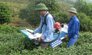 Lai Châu: Khuyến nghị bà con sử dụng máy hái chè đúng kỹ thuật