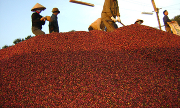 Kon Tum: Bà con phấn khởi  vì giá cà phê tăng mạnh