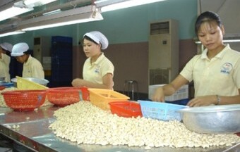 Xuất khẩu hạt điều hướng tới kỷ lục mới