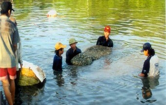 Giá tôm nước lợ ở Tiền Giang bất ngờ tăng vọt