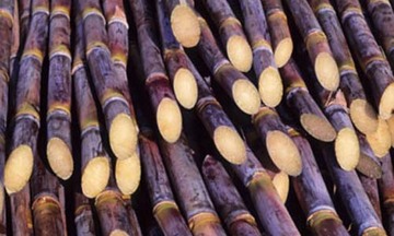 Công ty đường Kon Tum lần đầu bảo hiểm mua mía