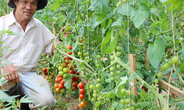 Bỏ phố lên rừng làm giàu với dâu tây