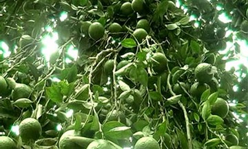 Triệu phú cam Hàm Yên