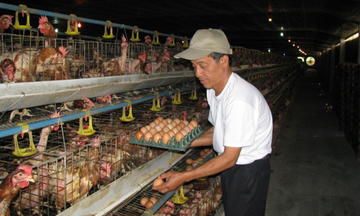 Giá trứng gà giảm: Người chăn nuôi vùng Đông Nam Bộ lao đao