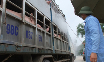 Thương lái Trung Quốc ồ ạt gom mua lợn mỡ