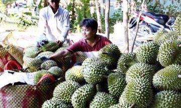 Tiền Giang: Sầu riêng đạt giá cao nhất từ trước đến nay