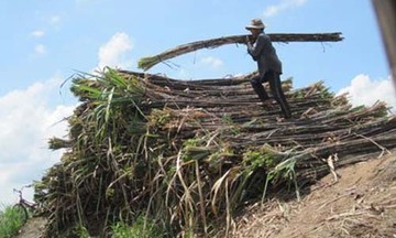 Giá đường có thể phục hồi