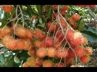 Chôm chôm, nhãn Tiền Giang đạt chứng nhận VietGAP