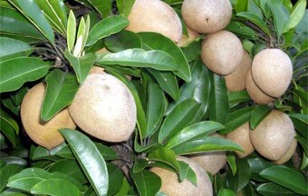 Tiền Giang: Cây Sapô được cấp chứng nhận thương hiệu độc quyền