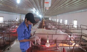 Người nông dân nổi tiếng cùng trang trại chăn nuôi