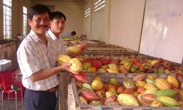 Cơ hội nào cho ca cao Việt?