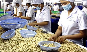 Ngành điều: Sẽ có nhiều thay đổi lớn