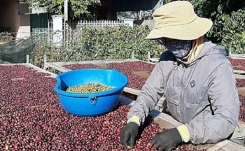 Tư vấn xuất khẩu nông sản, thực phẩm sang thị trường Nhật Bản