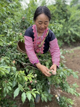 Gần 1 tấn mận hậu Sơn La đã được tiêu thụ trên Shopee