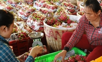 Mở rộng đầu ra cho trái thanh long