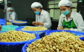 Tư vấn xuất khẩu hạt điều sang thị trường Đông và Tây Âu