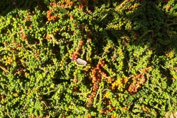 Giá tiêu hôm nay 5/4: Chưa có biến động, chờ cú hích mới