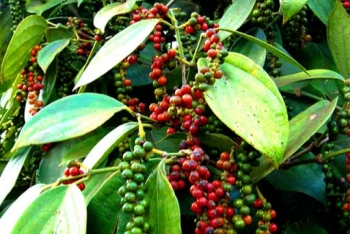 Giá tiêu hôm nay 21/10: Bật tăng mạnh, chạm mốc 52.500 đồng/kg