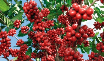 Giá cà phê hôm nay 23/7: Đồng loạt tăng 500 đồng/kg, Đắklắk cao nhất cả nước