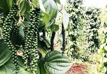 Giá tiêu hôm nay 22/7: Duy trì giao dịch quanh mức 46.500 - 49.500 đồng/kg