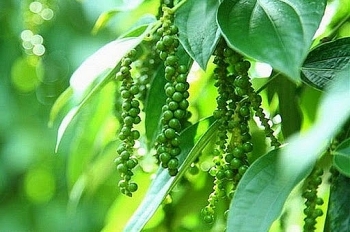 Giá tiêu hôm nay 1/10: Giữ mức ổn định, cao nhất 51.000 đồng/kg