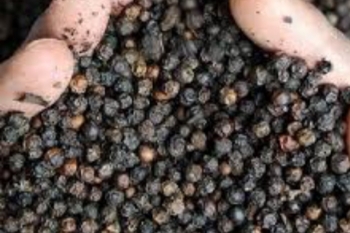 Giá tiêu hôm nay 18/4: Thị trường hồ tiêu đồng loạt đi xuống